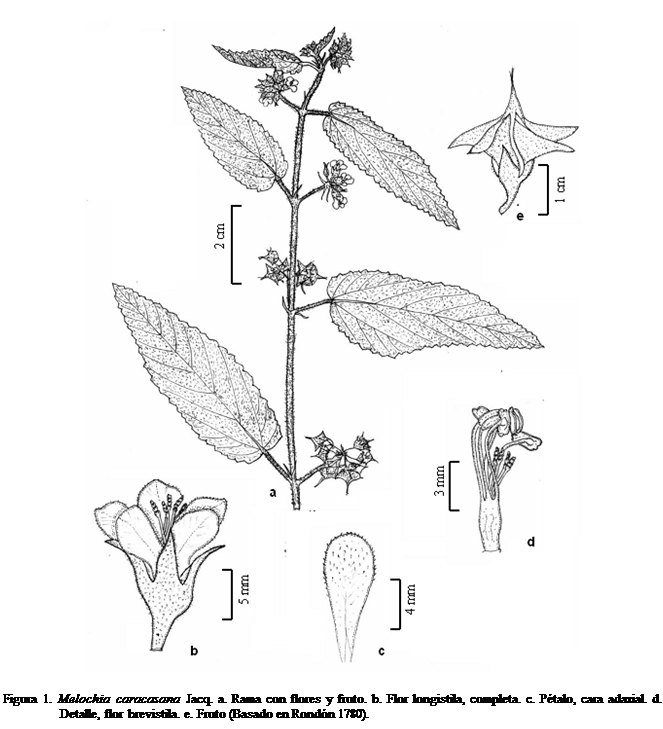 Cuadro de texto:  

Figura 1. Melochia caracasana Jacq. a. Rama con flores y fruto. b. Flor longistila, completa. c. Ptalo, cara adaxial. d. Detalle, flor brevistila. e. Fruto (Basado en Rondn 1780).


