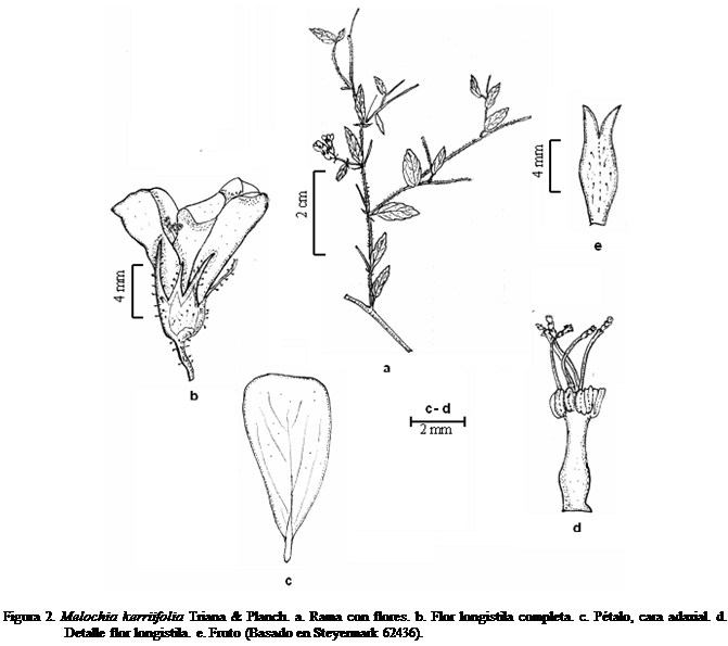 Cuadro de texto:  

Figura 2. Melochia kerriifolia Triana & Planch. a. Rama con flores. b. Flor longistila completa. c. Ptalo, cara adaxial. d. Detalle flor longistila. e. Fruto (Basado en Steyermark 62436).

