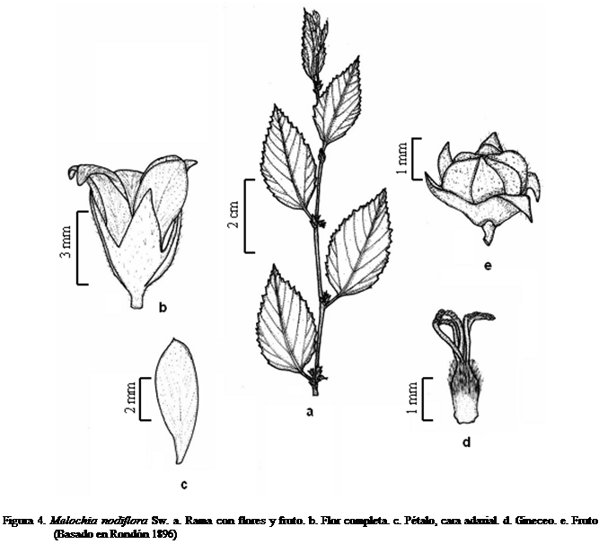 Cuadro de texto:  

Figura 4. Melochia nodiflora Sw. a. Rama con flores y fruto. b. Flor completa. c. Ptalo, cara adaxial. d. Gineceo. e. Fruto (Basado en Rondn 1896)


