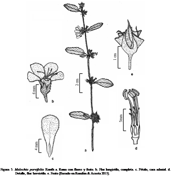 Cuadro de texto:  

Figura 5. Melochia parvifolia Kunth a. Rama con flores y fruto. b. Flor longistila, completa. c. Ptalo, cara adaxial. d. Detalle, flor brevistila. e. Fruto (Basado en Rondn & Acosta 2013).






