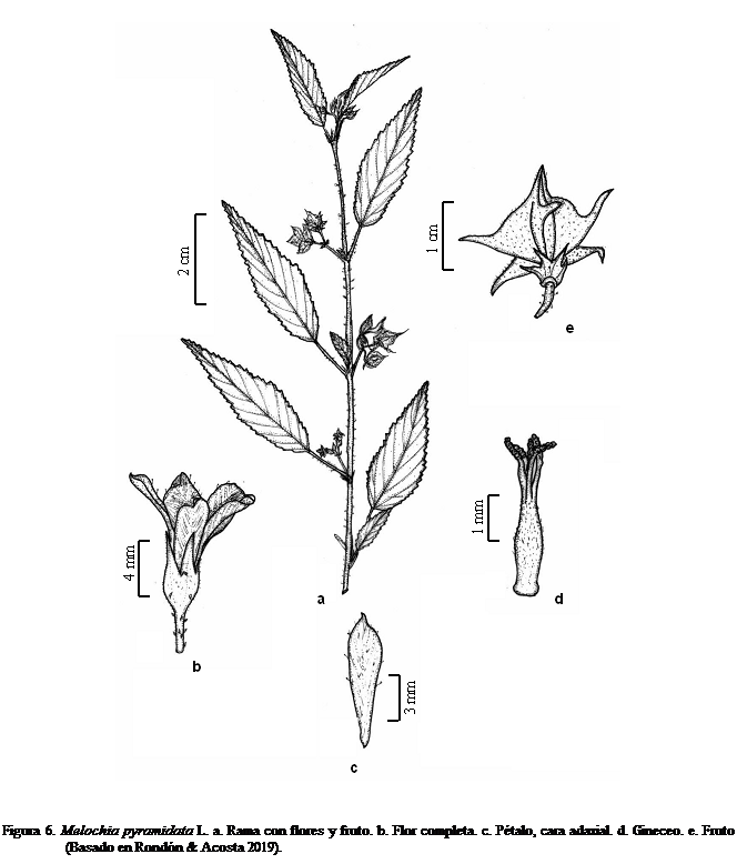 Cuadro de texto:  


Figura 6. Melochia pyramidata L. a. Rama con flores y fruto. b. Flor completa. c. Ptalo, cara adaxial. d. Gineceo. e. Fruto (Basado en Rondn & Acosta 2019).


