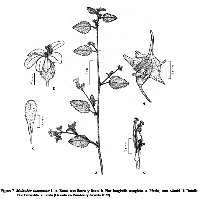 Cuadro de texto:  


Figura 7. Melochia tomentosa L. a. Rama con flores y fruto. b. Flor longistila completa. c. Ptalo, cara adaxial. d. Detalle flor brevistila. e. Fruto (Basado en Rondn y Acosta 1629).

