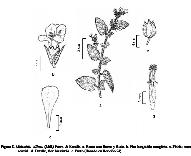 Cuadro de texto:  

Figura 8. Melochia villosa (Mill.) Fawc. & Rendle. a. Rama con flores y fruto. b. Flor longistila completa. c. Ptalo, cara adaxial. d. Detalle, flor brevistila. e. Fruto (Basado en Rondn 94).


