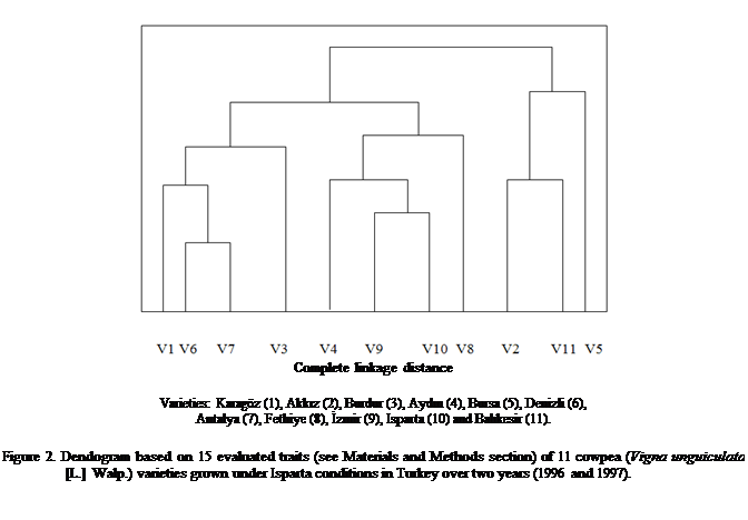 Cuadro de texto:            
Complete linkage distance 

Varieties: Karagz (1), Akkız (2), Burdur (3), Aydın (4), Bursa (5), Denizli (6),
Antalya (7), Fethiye (8), İzmir (9), Isparta (10) and Balıkesir (11).

Figure 2. Dendogram based on 15 evaluated traits (see Materials and Methods section) of 11 cowpea (Vigna unguiculata [L.] Walp.) varieties grown under Isparta conditions in Turkey over two years (1996 and 1997). 









