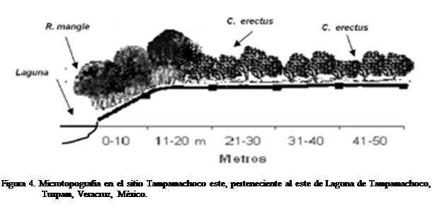 Cuadro de texto:  

Figura 4. Microtopografa en el sitio Tampamachoco este, perteneciente al este de Laguna de Tampamachoco, Tuxpam, Veracruz, Mxico.


