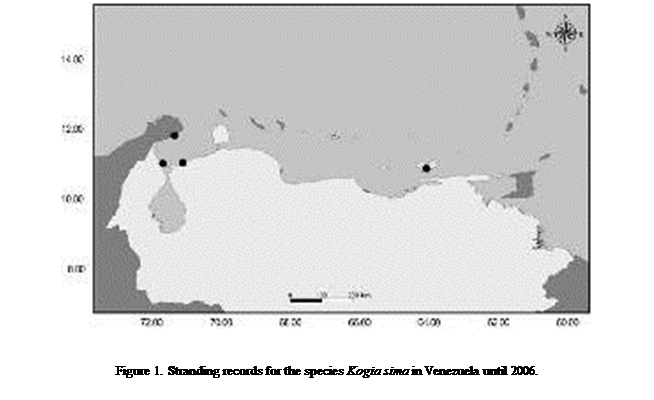 Cuadro de texto:  

Figure 1. Stranding records for the species Kogia sima in Venezuela until 2006.

