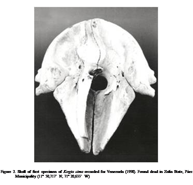 Cuadro de texto:  

Figure 2. Skull of first specimen of Kogia sima recorded for Venezuela (1998). Found dead in Zulia State, Pez Municipality (11 50,717 N; 71 20,633 W)


