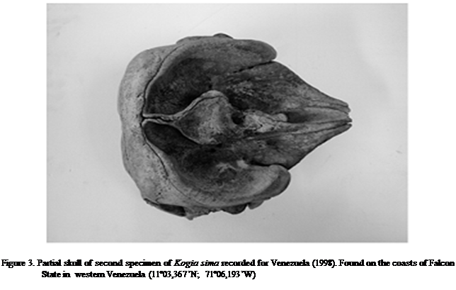 Cuadro de texto:  

Figure 3. Partial skull of second specimen of Kogia sima recorded for Venezuela (1998). Found on the coasts of Falcon State in  western Venezuela (1103,367N; 7106,193W) 

