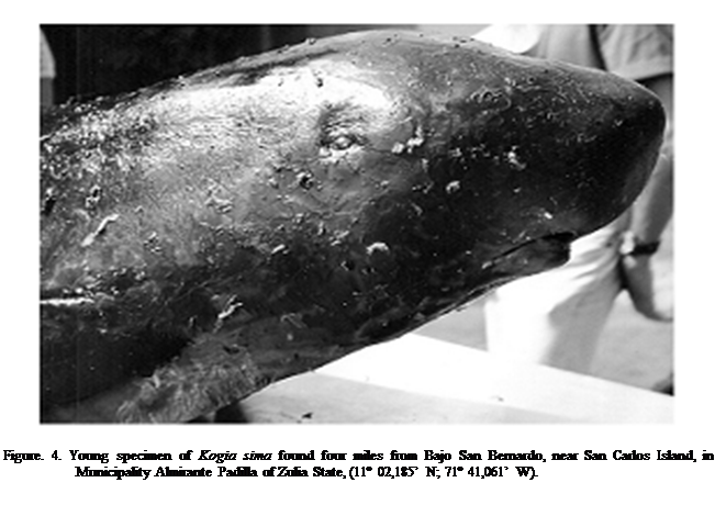 Cuadro de texto:  

Figure. 4. Young specimen of Kogia sima found four miles from Bajo San Bernardo, near San Carlos Island, in Municipality Almirante Padilla of Zulia State, (11 02,185 N; 71 41,061 W).



