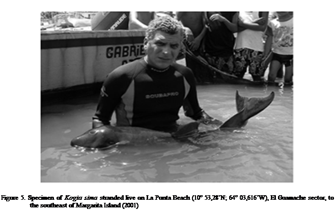 Cuadro de texto:  

Figure 5. Specimen of Kogia sima stranded live on La Punta Beach (10 53,28N; 64 03,616W), El Guamache sector, to the southeast of Margarita Island (2001)

