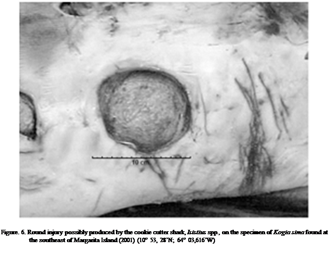 Cuadro de texto:  

Figure. 6. Round injury possibly produced by the cookie cutter shark, Isistius spp., on the specimen of Kogia sima found at the southeast of Margarita Island (2001) (10 53, 28N; 64 03,616W)

