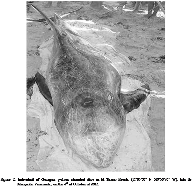 Cuadro de texto:  

Figure 2. Individual of Grampus griseus stranded alive in El Tirano Beach, (110500 N 0635030 W), Isla de Margarita, Venezuela; on the 4th of October of 2002.

