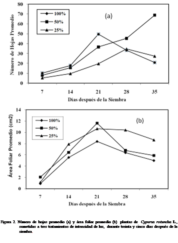 Cuadro de texto:             
 

Figura 2. Nmero de hojas promedio (a) y rea foliar promedio (b)  plantas de  Cyperus rotundus L., sometidas a tres tratamientos de intensidad de luz,  durante treinta y cinco das despus de la siembra.

