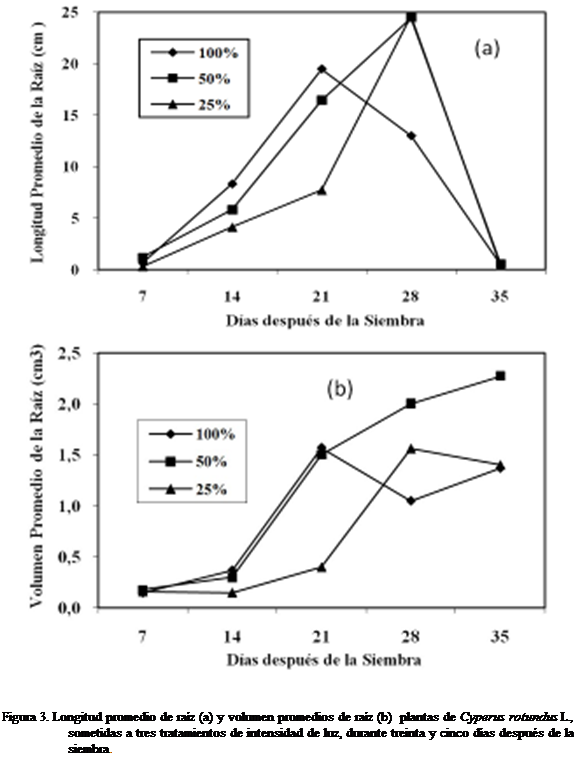 Cuadro de texto:  
 

Figura 3. Longitud promedio de raz (a) y volumen promedios de raz (b)  plantas de Cyperus rotundus L., sometidas a tres tratamientos de intensidad de luz, durante treinta y cinco das despus de la siembra. 
