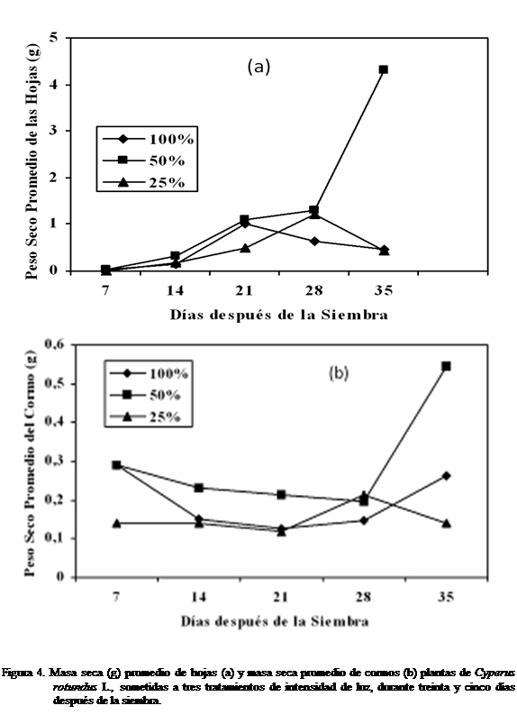 Cuadro de texto:  
 

Figura 4. Masa seca (g) promedio de hojas (a) y masa seca promedio de cormos (b) plantas de Cyperus rotundus L., sometidas a tres tratamientos de intensidad de luz, durante treinta y cinco das despus de la siembra.


