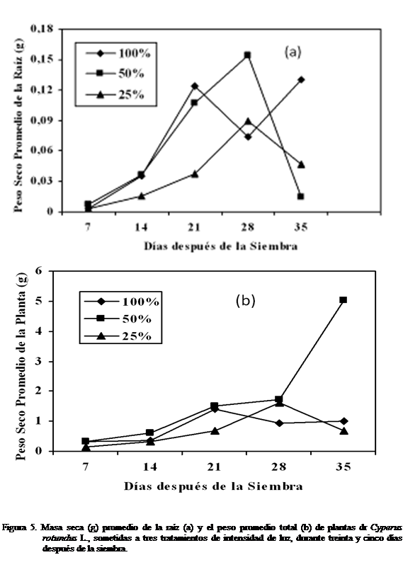 Cuadro de texto:  
 

Figura 5. Masa seca (g) promedio de la raz (a) y el peso promedio total (b) de plantas dr Cyperus rotundus L., sometidas a tres tratamientos de intensidad de luz, durante treinta y cinco das despus de la siembra.

