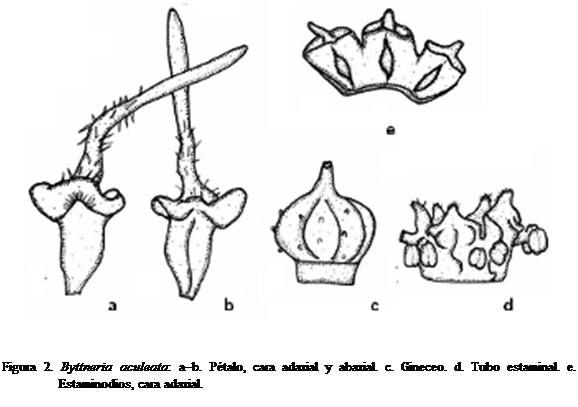 Cuadro de texto:  


Figura 2. Byttneria aculeata: ab. Ptalo, cara adaxial y abaxial. c. Gineceo. d. Tubo estaminal. e. Estaminodios, cara adaxial.
