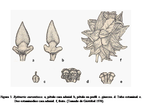 Cuadro de texto:  


Figura 3. Byttneria aurantiaca. a, ptalo cara adaxial. b, ptalo en perfil. c. gineceo. d. Tubo estaminal. e. Dos estaminodios cara adaxial. f, fruto. (Tomado de Cristbal 1976).
