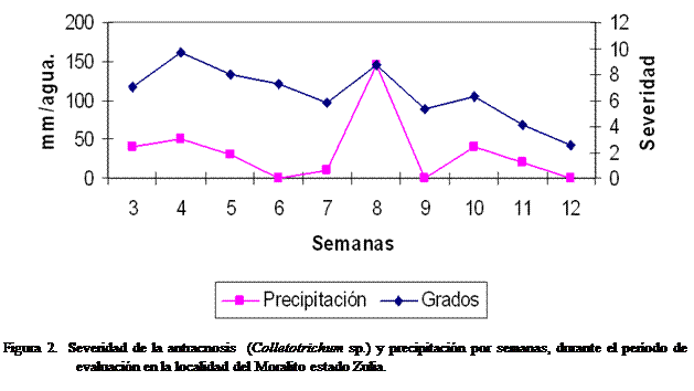 Cuadro de texto:  

Figura 2.  Severidad de la antracnosis  (Colletotrichum sp.) y precipitacin por semanas, durante el perodo de evaluacin en la localidad del Moralito estado Zulia. 
