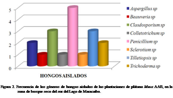 Cuadro de texto:  

Figura 2. Frecuencia de los gneros de hongos aislados de las plantaciones de pltano Musa AAB, en la zona de bosque seco del sur del Lago de Maracaibo.

