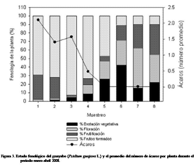 Cuadro de texto:  

Figura 3. Estado fenolgico del guayabo (Psidium guajava L.) y el promedio del nmero de caros por  planta durante el perodo enero-abril 2008.

