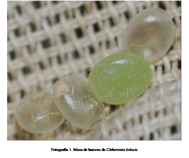 Cuadro de texto:  

Fotografía 1. Masa de huevos de Citheronia lobesis 
