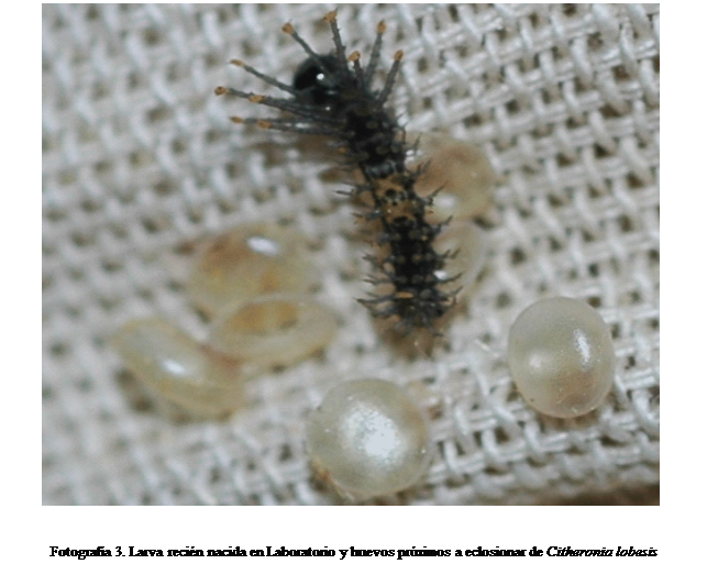 Cuadro de texto:  


Fotografía 3. Larva recién nacida en Laboratorio y huevos próximos a eclosionar de Citheronia lobesis
