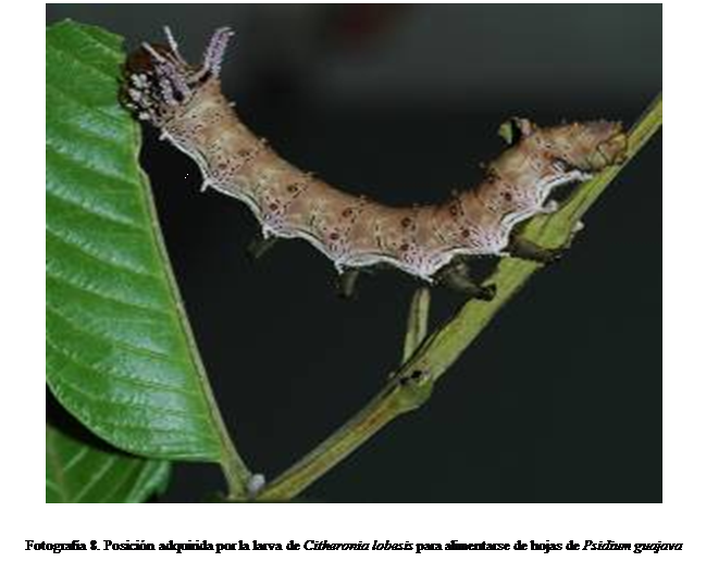 Cuadro de texto:  


Fotografía 8. Posición adquirida por la larva de Citheronia lobesis para alimentarse de hojas de Psidium guajava
 
