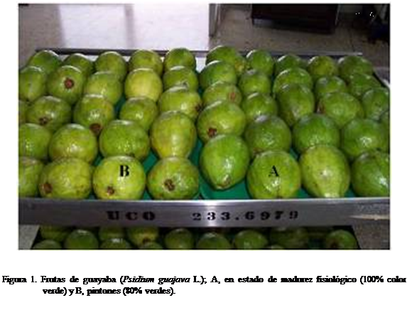Cuadro de texto:  


Figura 1. Frutas de guayaba (Psidium guajava L.); A, en estado de madurez fisiolgico (100% color verde) y B, pintones (80% verdes).

