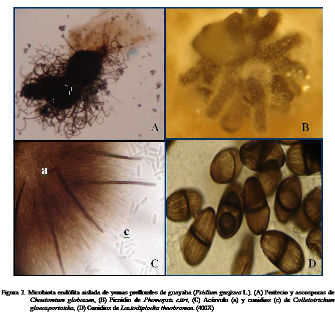 Cuadro de texto:  

Figura 2. Micobiota endfita aislada de yemas preflorales de guayaba (Psidium guajava L.). (A) Peritecio y ascosporas de Chaetomium globosum, (B) Picnidio de Phomopsis citri, (C) Acrvulo (a) y conidios (c) de Colletotrichum gloeosporioides, (D) Conidios de Lasiodiplodia theobromae. (400X)

