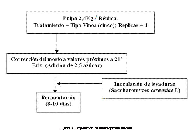 Cuadro de texto:  


Figura 2. Preparacin de mosto y fermentacin.
