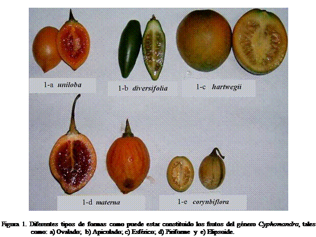 Cuadro de texto:  
Figura 1. Diferentes tipos de formas como puede estar constituido los frutos del gnero Cyphomandra, tales como: a) Ovalado;  b) Apiculado; c) Esfrico; d) Piriforme y  e) Elipsoide.    
