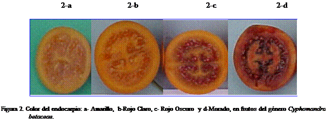 Cuadro de texto:                                2-a                             2-b                                   2-c                               2-d
 

Figura 2. Color del endocarpio: a- Amarillo,  b-Rojo Claro, c- Rojo Oscuro  y d-Morado, en frutos del gnero Cyphomandra betaceae. 




