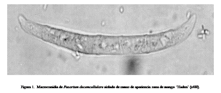 Cuadro de texto:  


Figura 1.  Macroconidia de Fusarium decemcellulare aislado de ramas de apariencia sana de mango  Haden (x400).
