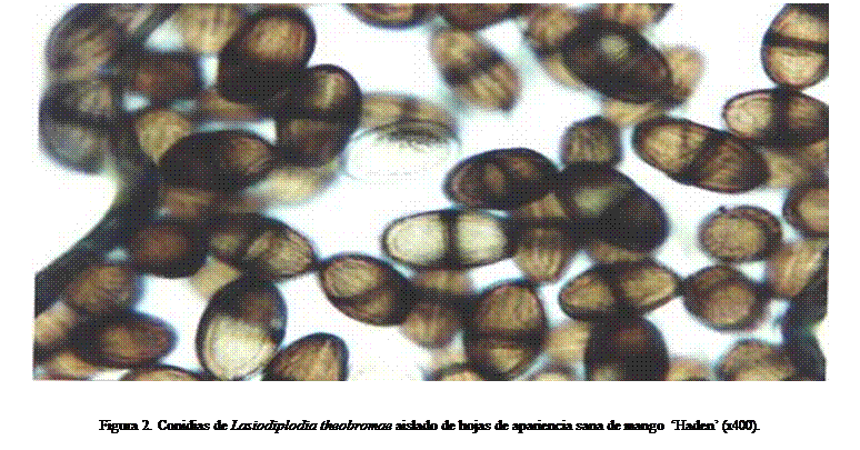 Cuadro de texto:  


Figura 2. Conidias de Lasiodiplodia theobromae aislado de hojas de apariencia sana de mango  Haden (x400).
