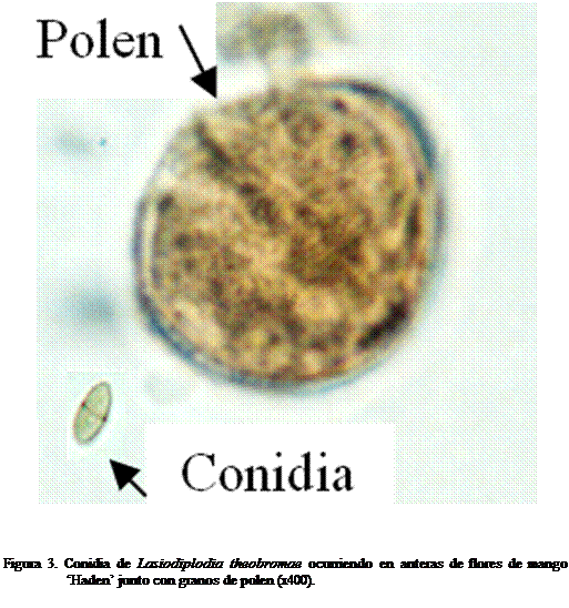 Cuadro de texto:  



Figura 3. Conidia de Lasiodiplodia theobromae ocurriendo en anteras de flores de mango  Haden junto con granos de polen (x400). 

