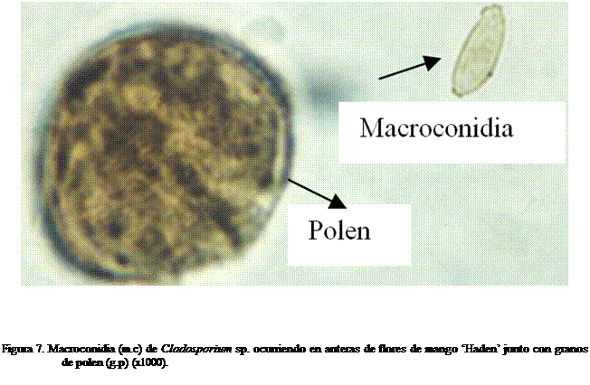 Cuadro de texto:  




Figura 7. Macroconidia (m.c) de Cladosporium sp. ocurriendo en anteras de flores de mango Haden junto con granos de polen (g.p) (x1000). 

