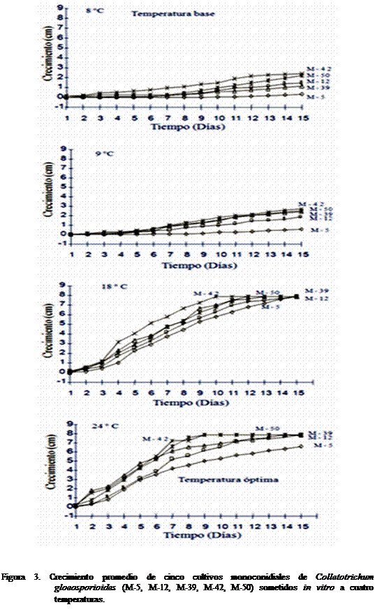 Cuadro de texto:  


Figura 3. Crecimiento promedio de cinco cultivos monoconidiales de Colletotrichum gloeosporioides (M-5, M-12, M-39, M-42, M-50) sometidos in vitro a cuatro temperaturas. 

