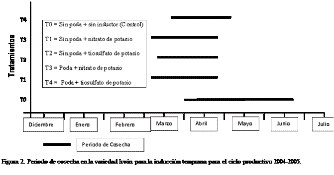 Cuadro de texto:  

Figura 2. Periodo de cosecha en la variedad Irwin para la induccin temprana para el ciclo productivo 2004-2005.



