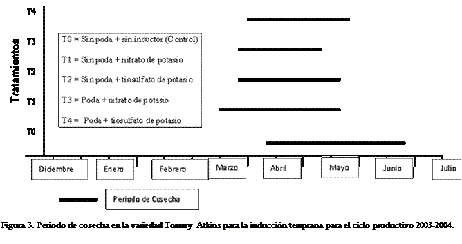 Cuadro de texto:  

Figura 3. Periodo de cosecha en la variedad Tommy Atkins para la induccin temprana para el ciclo productivo 2003-2004.


