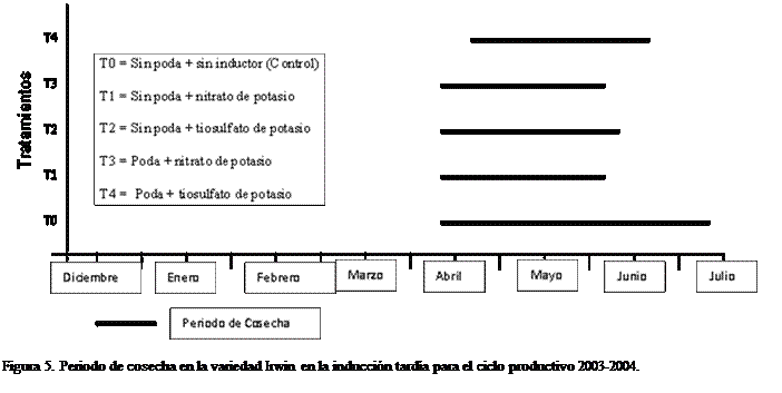 Cuadro de texto:  

Figura 5. Periodo de cosecha en la variedad Irwin en la induccin tarda para el ciclo productivo 2003-2004.



