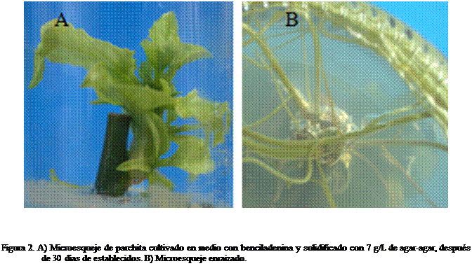 Cuadro de texto:  



Figura 2. A) Microesqueje de parchita cultivado en medio con benciladenina y solidificado con 7 g/L de agar-agar, despus de 30 das de establecidos. B) Microesqueje enraizado.

