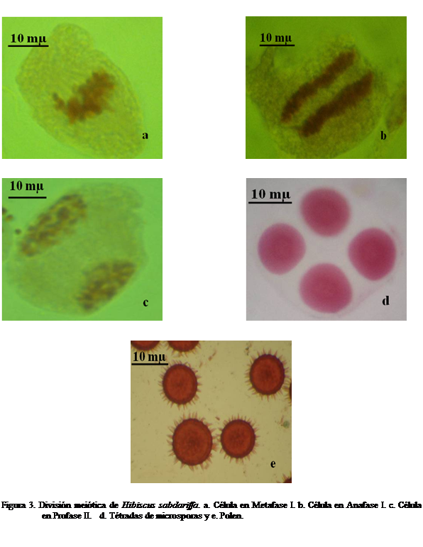 Cuadro de texto:                                                                    

                                                                           

 

Figura 3. Divisin meitica de Hibiscus sabdariffa. a. Clula en Metafase I. b. Clula en Anafase I. c. Clula en Profase II.   d. Ttradas de microsporas y e. Polen.

