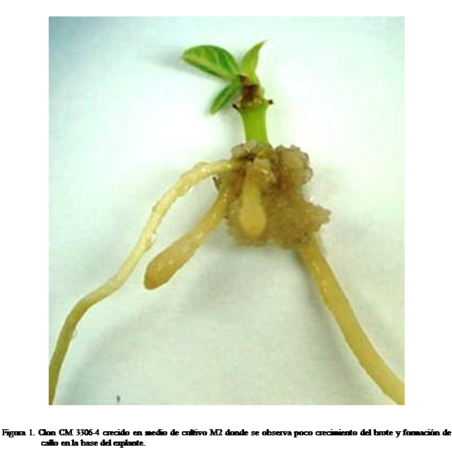 Cuadro de texto:  

Figura 1. Clon CM 3306-4 crecido en medio de cultivo M2 donde se observa poco crecimiento del brote y formacin de callo en la base del explante. 


