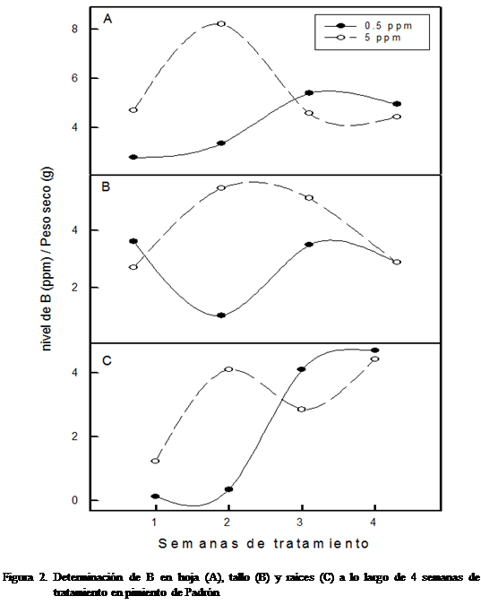 Cuadro de texto:  

Figura 2. Determinacin de B en hoja (A), tallo (B) y races (C) a lo largo de 4 semanas de tratamiento en pimiento de Padrn
