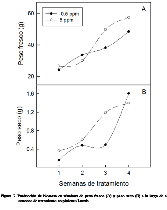 Cuadro de texto:  

Figura 3. Produccin de biomasa en trminos de peso fresco (A) y peso seco (B) a lo largo de 4 semanas de tratamiento en pimiento Luesia.
