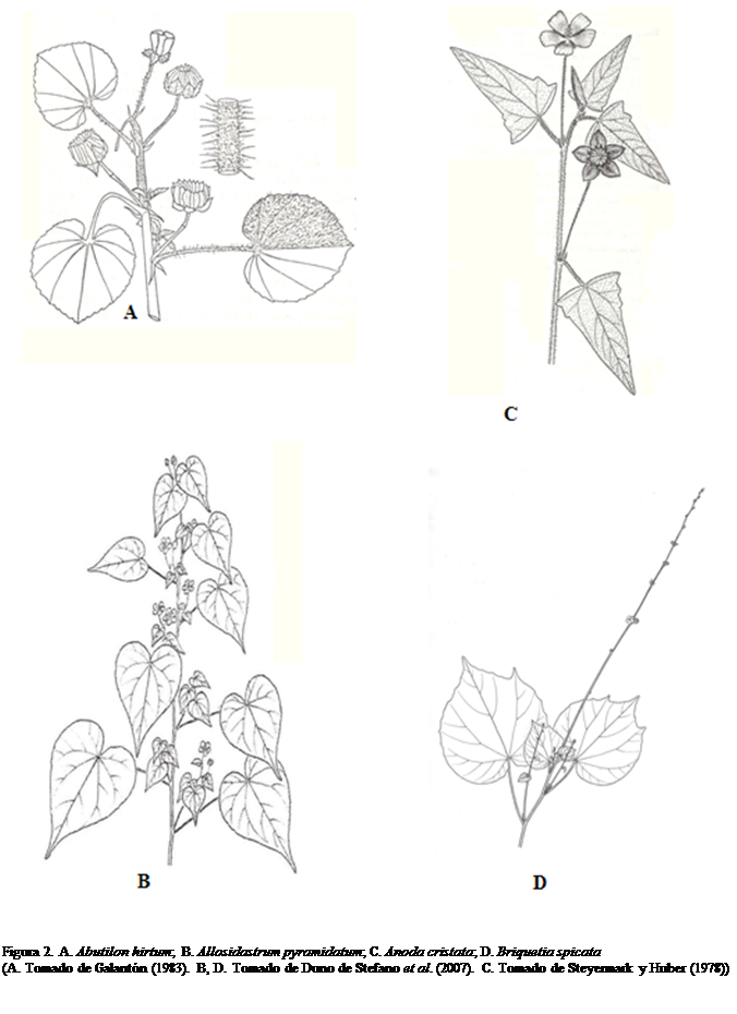 Cuadro de texto:  

Figura 2. A. Abutilon hirtum;  B. Allosidastrum pyramidatum; C. Anoda cristata; D. Briquetia spicata 
(A. Tomado de Galantn (1983). B, D. Tomado de Duno de Stefano et al. (2007). C. Tomado de Steyermark y Huber (1978))






