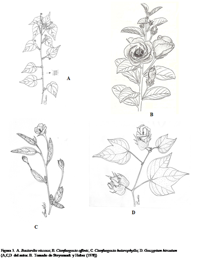 Cuadro de texto:  

Figura 3. A. Bastardia viscosa; B. Cienfuegosia affinis; C. Cienfuegosia heterophylla; D. Gossypium hirsutum 
(A,C,D del autor. B. Tomado de Steyermark y Huber (1978))






