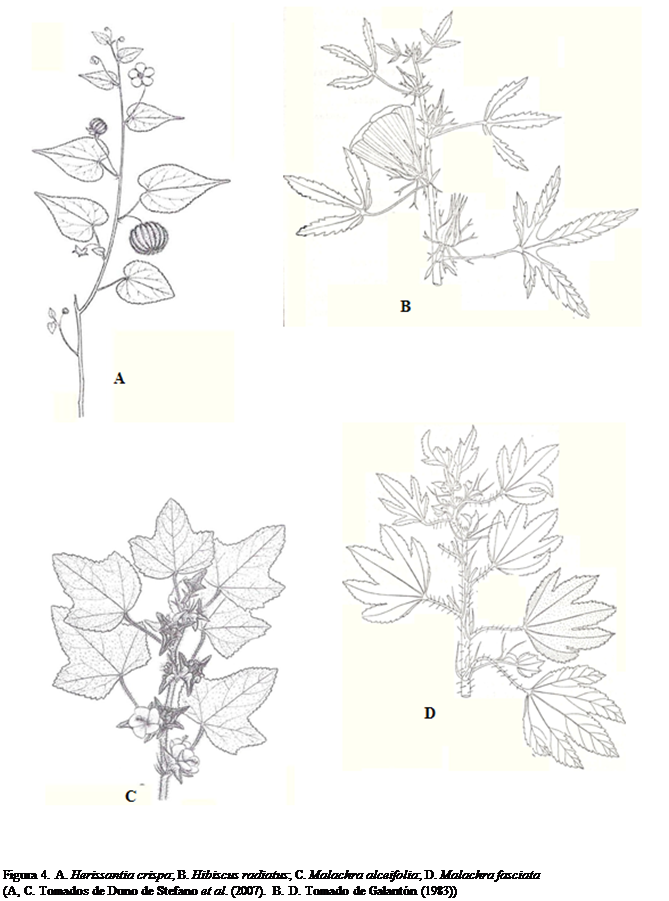Cuadro de texto:  

Figura 4. A. Herissantia crispa; B. Hibiscus radiatus; C. Malachra alceifolia; D. Malachra fasciata 
(A, C. Tomados de Duno de Stefano et al. (2007). B. D. Tomado de Galantn (1983))





