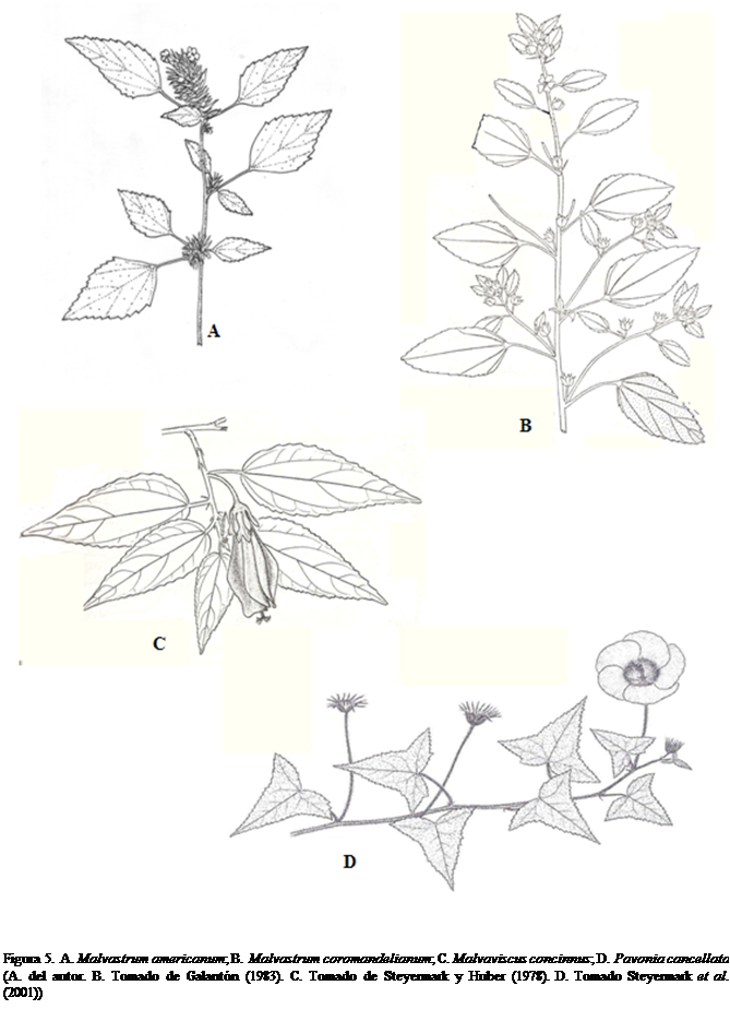 Cuadro de texto:  

Figura 5. A. Malvastrum americanum; B. Malvastrum coromandelianum; C. Malvaviscus concinnus; D. Pavonia cancellata
(A. del autor. B. Tomado de Galantn (1983). C. Tomado de Steyermark y Huber (1978). D. Tomado Steyermark et al. (2001))





